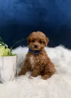 Micro Mini Joey , a male Miniature Goldendoodle for sale in Olympia Fields, IL – Photo 1 of 2