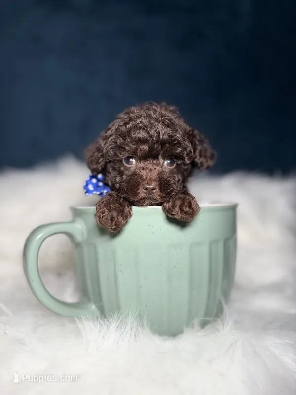 Georgie  – Poodle - Toy  puppy for sale in Oak Brook, IL
