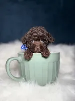 Georgie , a male Poodle - Toy  for sale in Oak Brook, IL – 1 of 1