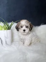 Sally , a female Bichpoo for sale in Homewood, IL – 3 of 3