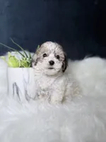 Sally , a female Bichpoo for sale in Homewood, IL – 2 of 3