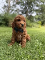 Cooper (Dark Red) , a male Miniature Goldendoodle for sale in Oak Brook, IL – 4 of 7
