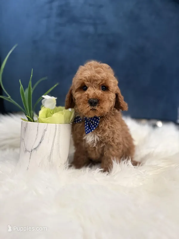 Ozzie  – Cavapoo puppy for sale in Olympia Fields, IL