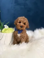 Ozzie , a male Cavapoo for sale in Olympia Fields, IL – Photo 3 of 5