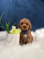 Ozzie , a male Cavapoo for sale in Olympia Fields, IL – Photo 5 of 5