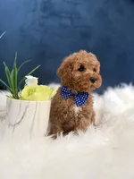 Ozzie , a male Cavapoo for sale in Olympia Fields, IL – Photo 4 of 5