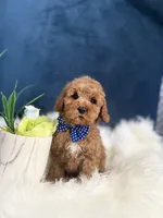 Ozzie , a male Cavapoo for sale in Olympia Fields, IL – Photo 2 of 5