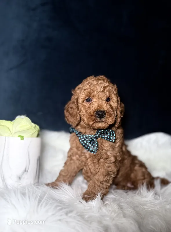 Teddy  – Miniature Goldendoodle puppy for sale in Homewood, IL