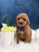 Chase , a male Cavapoo for sale in Olympia Fields, IL – Photo 4 of 4