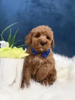 Chase , a male Cavapoo for sale in Olympia Fields, IL – Photo 2 of 4