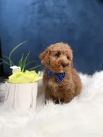 Chase , a male Cavapoo for sale in Olympia Fields, IL – Photo 3 of 4