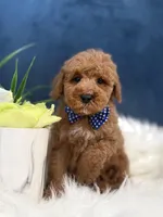 Chase , a male Cavapoo for sale in Olympia Fields, IL – Photo 1 of 4