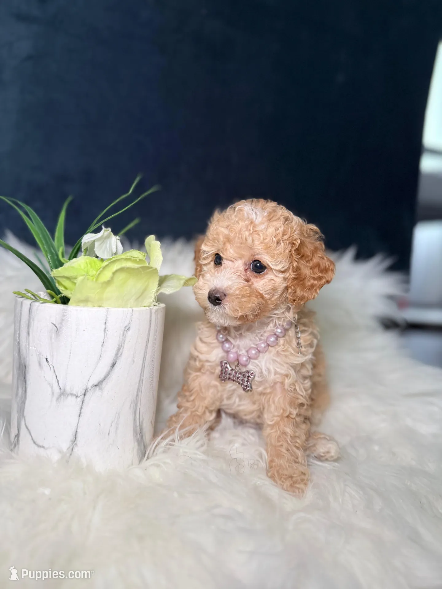 Honey , a female Poodle - Toy  for sale in Homewood, IL – Photo 3 of 4