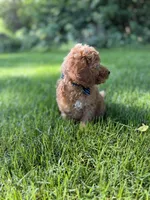 Benny , a male Miniature Goldendoodle for sale in Oak Brook, IL – 3 of 4
