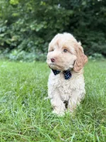 Sammy , a male Cavapoo for sale in Oak Brook, IL – 2 of 2