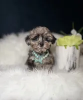 Prada , a female Poodle - Toy  for sale in Oak Brook, IL – 1 of 1