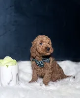 Teddy , a male Miniature Goldendoodle for sale in Homewood, IL – 3 of 4