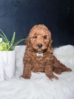 Ruby, a female Miniature Goldendoodle for sale in Homewood, IL – 4 of 4
