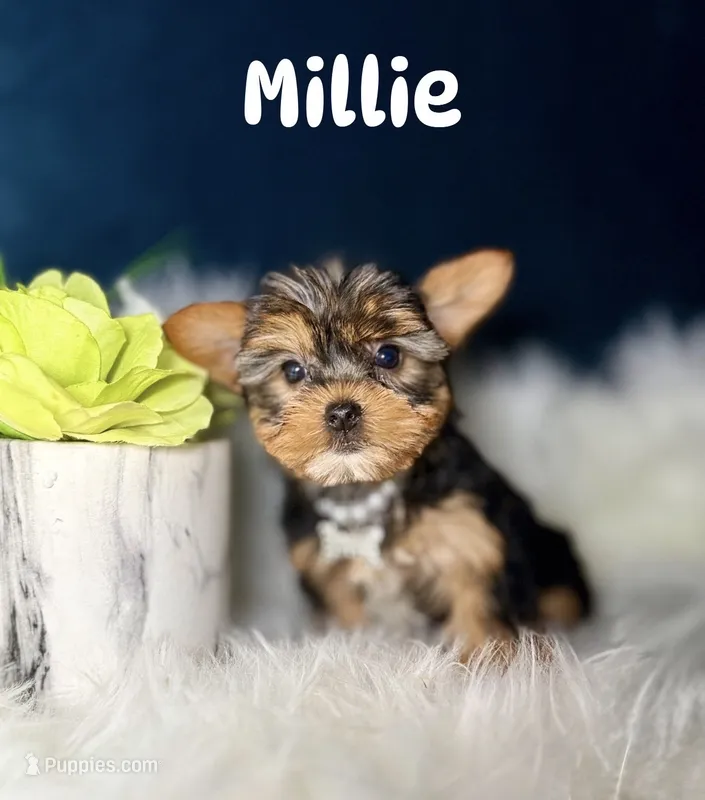 Millie  – Yorkshire Terrier puppy for sale in Skokie, IL
