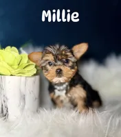 Millie , a female Yorkshire Terrier for sale in Skokie, IL – 1 of 10
