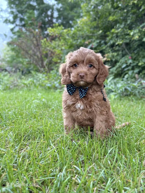 Danny  – Cavapoo puppy for sale in Oak Brook, IL