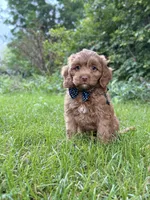 Danny , a male Cavapoo for sale in Oak Brook, IL – 1 of 2