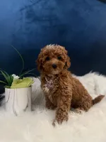 Pretty Girl , a male Miniature Goldendoodle for sale in Olympia Fields, IL – Photo 2 of 3