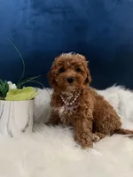 Pretty Girl , a male Miniature Goldendoodle for sale in Olympia Fields, IL – Photo 3 of 3