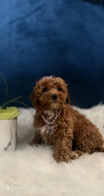 Pretty Girl  – Miniature Goldendoodle puppy for sale in Olympia Fields, IL