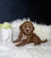 Rosie , a female Miniature Goldendoodle for sale in Homewood, IL – 2 of 3