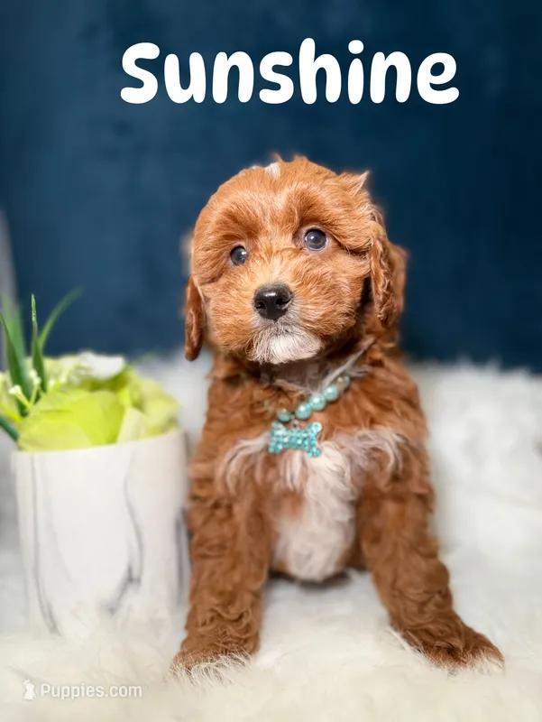 Sunshine  – Miniature Goldendoodle puppy for sale in Oak Brook, IL