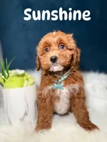 Sunshine , a female Miniature Goldendoodle for sale in Oak Brook, IL – 1 of 1