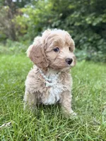 Bella , a male Cavapoo for sale in Oak Brook, IL – 3 of 3