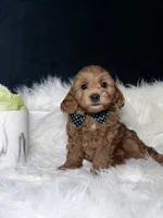 Charlie , a male Miniature Goldendoodle for sale in Homewood, IL – 3 of 3