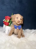 Mickey , a male Cavapoo for sale in Olympia Fields, IL – Photo 3 of 4