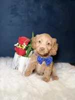 Mickey , a male Cavapoo for sale in Olympia Fields, IL – Photo 1 of 4