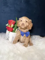 Mickey , a male Cavapoo for sale in Olympia Fields, IL – Photo 4 of 4