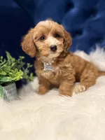 Chloe, a female Miniature Goldendoodle for sale in Oak Brook, IL – 4 of 4