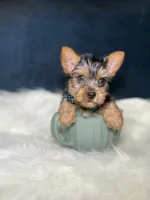 Colby , a male Yorkshire Terrier for sale in Homewood, IL – 3 of 4