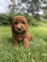 Cooper (Dark Red) , a male Miniature Goldendoodle for sale in Oak Brook, IL – 3 of 7