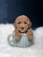 Skyler, a female Poodle - Toy  for sale in Homewood, IL – 3 of 3