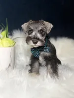 Mister , a male Miniature Schnauzer for sale in Skokie, IL – 5 of 5