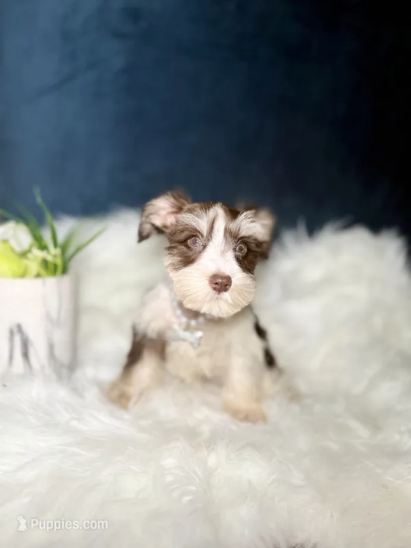 Lola  – Miniature Schnauzer puppy for sale in Homewood, IL