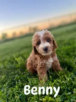 Benny (Micro) , a male Miniature Goldendoodle for sale in Homewood, IL – 2 of 2