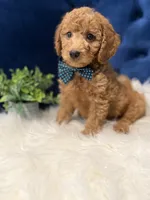 Milo, a male Miniature Goldendoodle for sale in Oak Brook, IL – 4 of 8