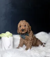 Teddy , a male Miniature Goldendoodle for sale in Homewood, IL – 2 of 4