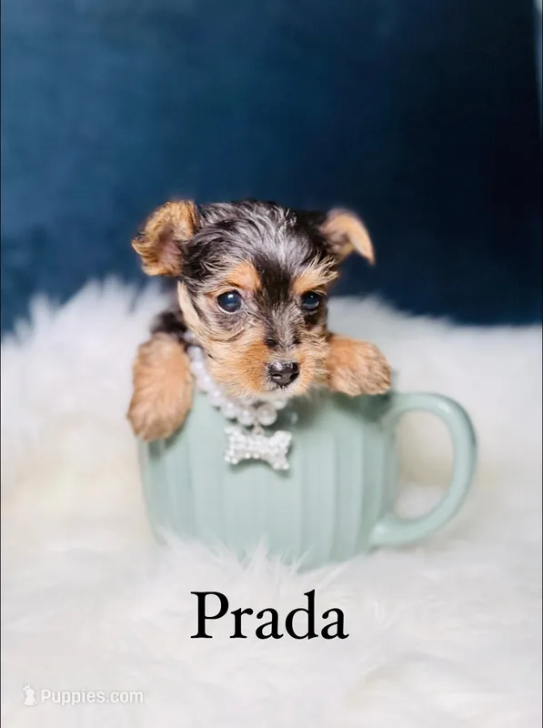 Prada 3-6lb – Yorkshire Terrier puppy for sale in Homewood, IL