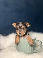 Prada 3-6lb, a female Yorkshire Terrier for sale in Homewood, IL – Photo 1 of 6