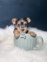 Prada 3-6lb, a female Yorkshire Terrier for sale in Homewood, IL – Photo 6 of 6