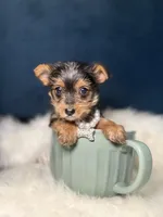 Prada 3-6lb, a female Yorkshire Terrier for sale in Homewood, IL – Photo 2 of 6